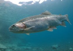 Rainbow trout.
Capernwray.
F90X, 16mm. by Mark Thomas 